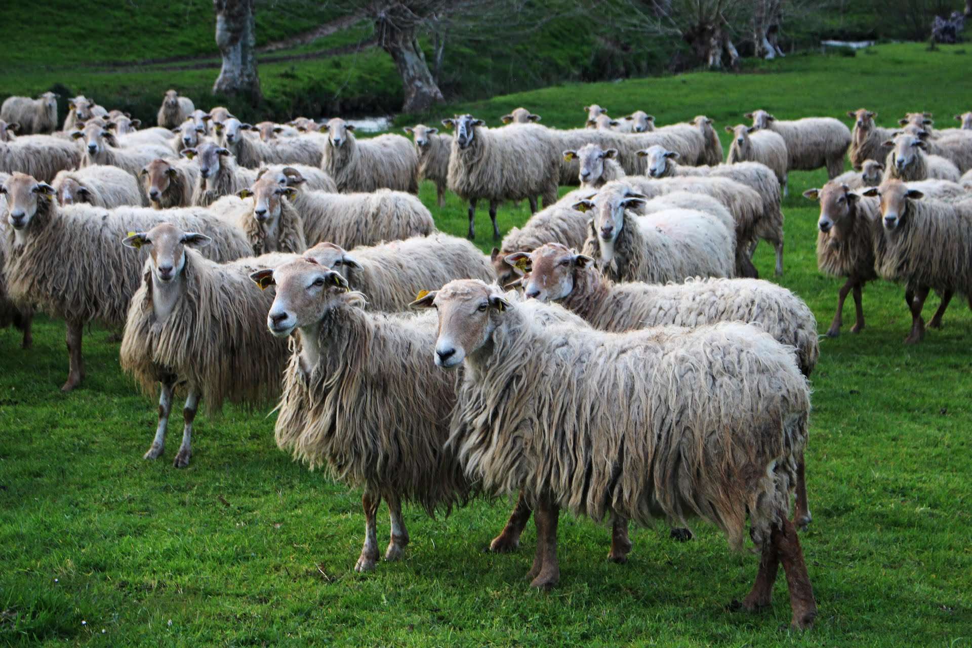 brebis dans un champs à ainhoa