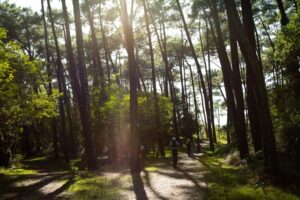 forêt de pignada à anglet au pays basque