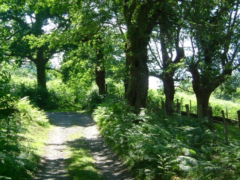 Sentier ombragé bordé de fougères et d'arbres, idéal pour une randonnée à Espelette proche du camping antton à saint pée sur nivelle