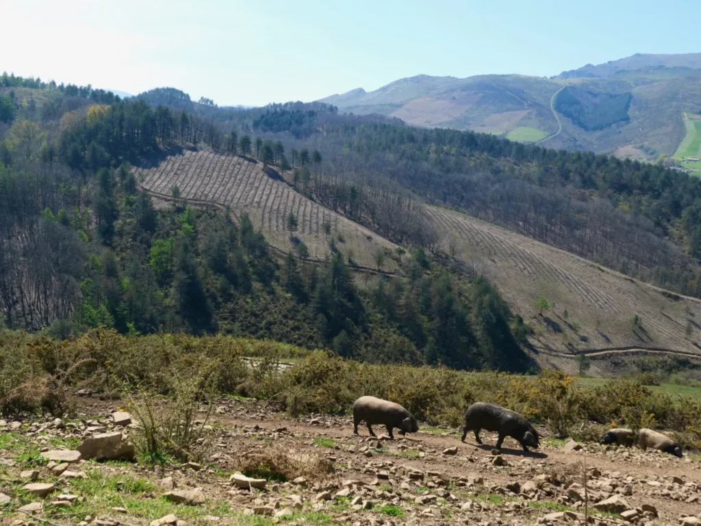 Cochons basque en liberté dans un paysage vallonné près de Sare.